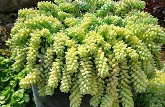 多肉玉缀怎么养？掌握“4点”，一簇簇的叶子将长得又密又粉嫩