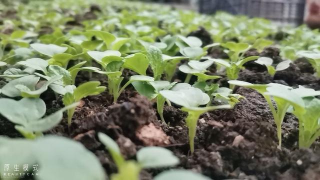 不用的生活用品，用来养花，再合适不过