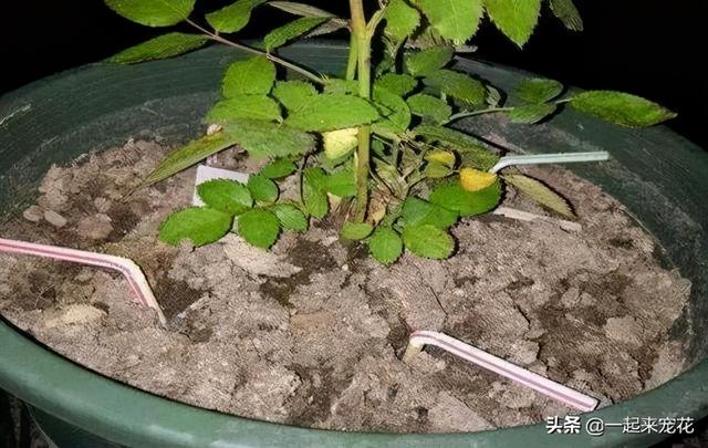 养花浇水有讲究，3个坏习惯得改掉，不然土壤板结，啥花都养不好