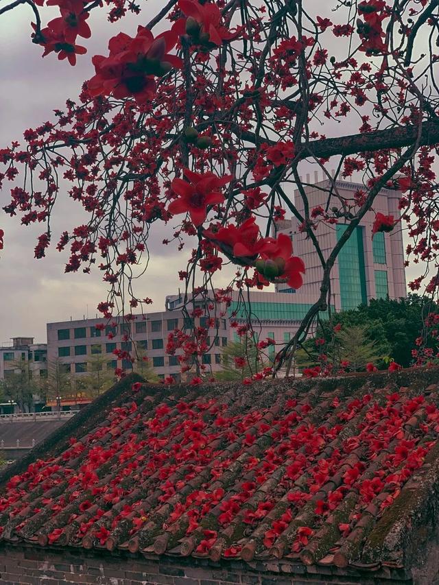 #世界那么大#实时好摄处:3月的佛山“红了”!木棉花绽放,嫣红惊艳时光
