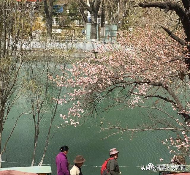 「世界那么大」春分，拉萨一树桃花的温柔倾诉