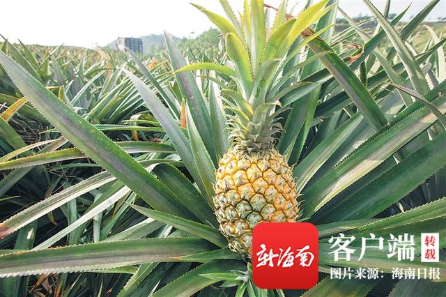 荔枝|海南周刊 | 盛夏至，丰收时，海南各地水果闪亮登场