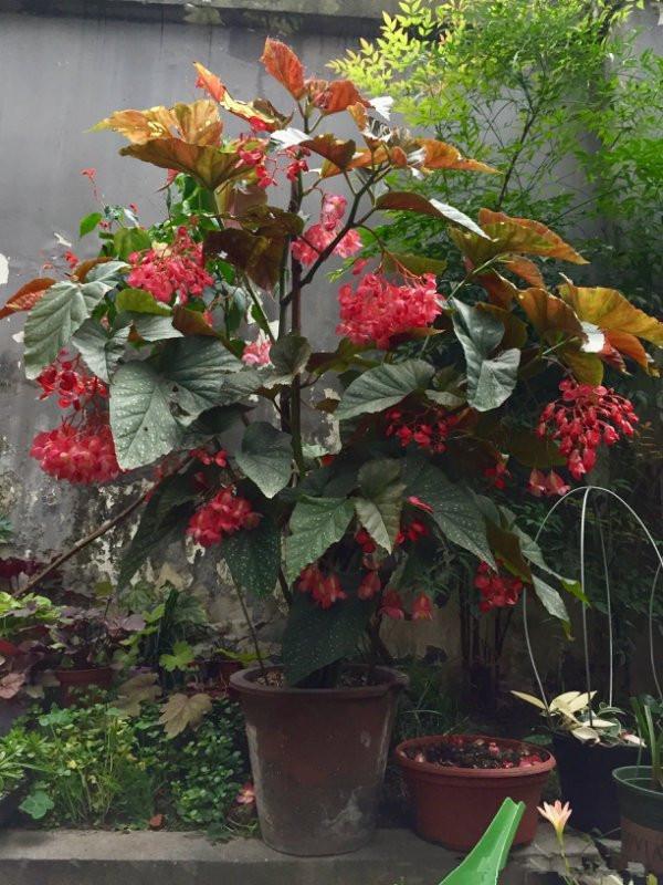 竹节海棠，优秀的室内开花植物，家里养一株，四季都有花看