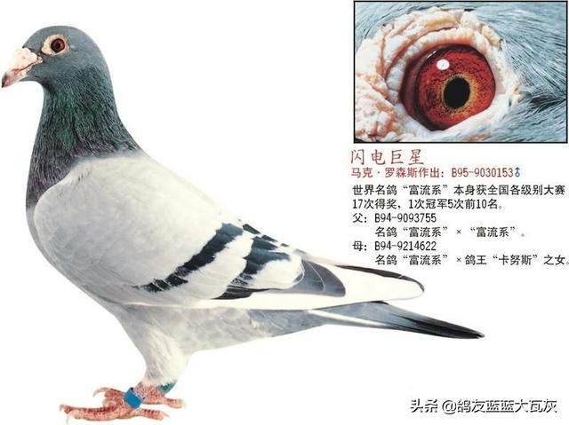 世界名鸽赏析——三十九 马克.罗森斯鸽系
