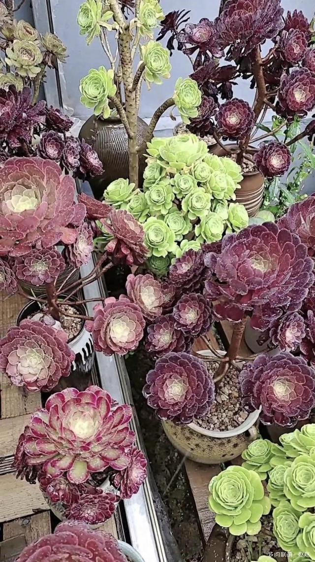 拥有一座花园，种满多肉，惬意人生