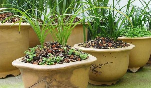 养兰花|新手养兰花，教你几种浇水“窍门”，新芽出的多，越长越旺盛