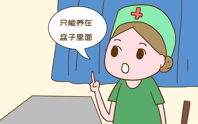超级宝妈▲连生了三个“瓷娃娃”养在盆里，妈妈想拼四胎，网友：千万别生