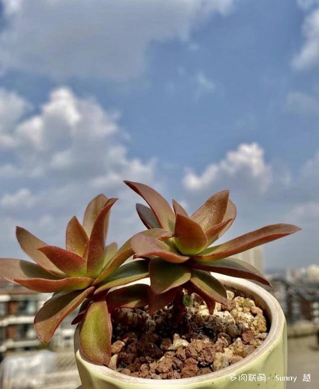 爱肉爱宝，不离不弃，未来可期