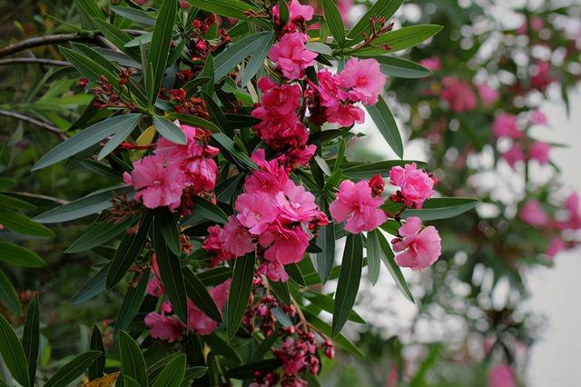 送你5朵小花花，平平无奇本领大！