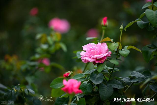 玫瑰花泡茶有什么禁忌？喝玫瑰花茶有什么好处和功效？中医告诉你