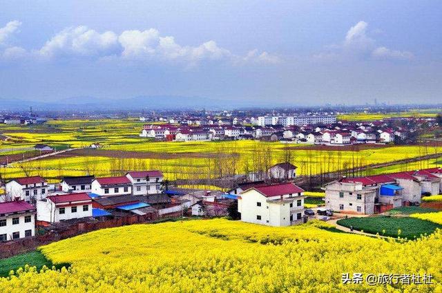 「约吗旅行」百万亩油菜花盛开，处处诗情画意，致最美的汉中油菜花