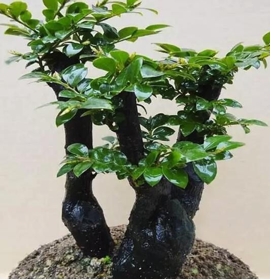盆栽|这几款植物放客厅，好看养人又旺财！很少有人知道