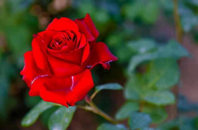 月季生病不用担心，按步骤修剪，恢复快照样开花