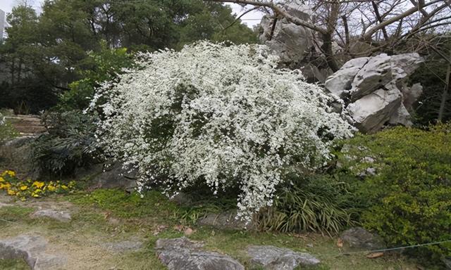 夏天能看到雪景，原因都是因为这些花卉