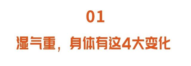 湿气|湿气重的人，身体有4大变化！夏季祛湿首选它，健脾消暑，正应季