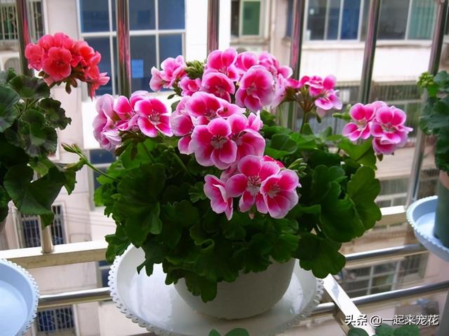 冬天养花，别浇4种水，不然黄叶又烂根，很难安全过冬