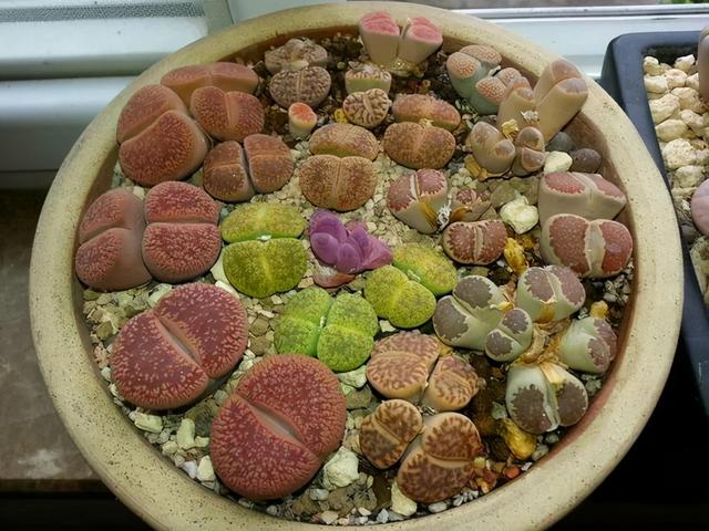 多肉上色不均匀，三个“小动作”，催出果冻红，养成群生小老桩