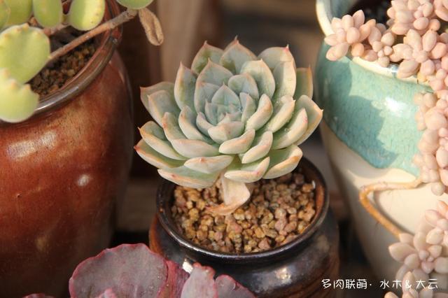 有朋自远方来，拔叶子乎