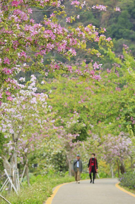趣旅游@战“疫情” | 来星湖种下春天的希望,收获七彩的花海