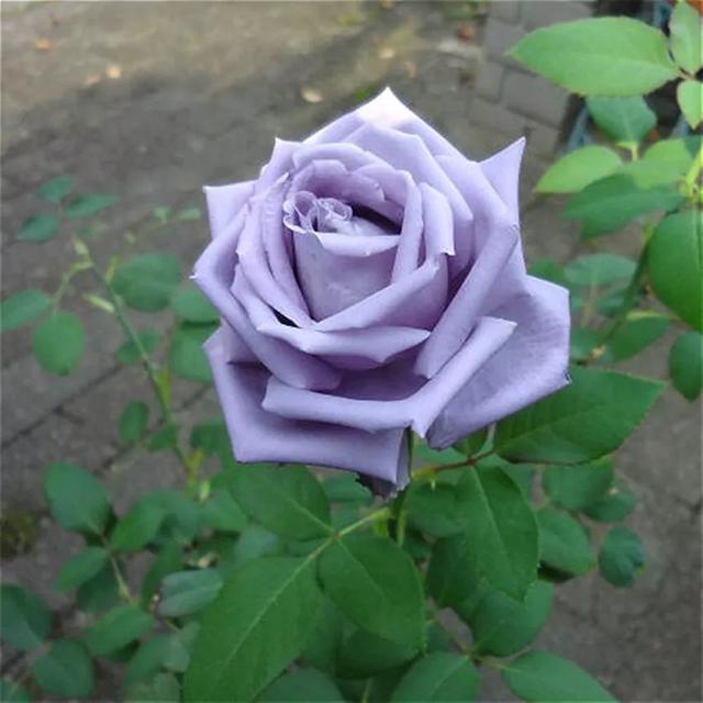 大咖分享 | 蓝色花境植物有那些？