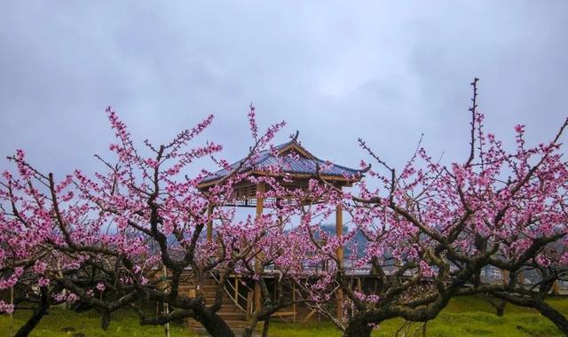 趣旅游■中国绿都 最氧三明 | 掬一捧春色,赏建宁桃红梨白……