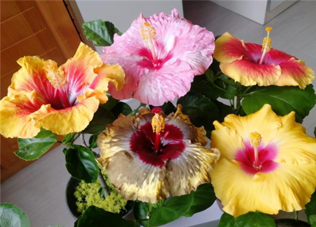 秋天插了就能活的花，插多少活多少，几天就生根