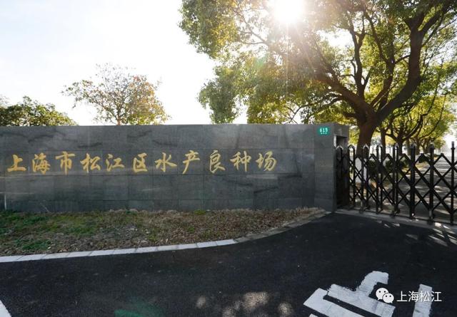 一尾养三年，要瘦身、要筛选，松江这种鱼好吃是有原因的