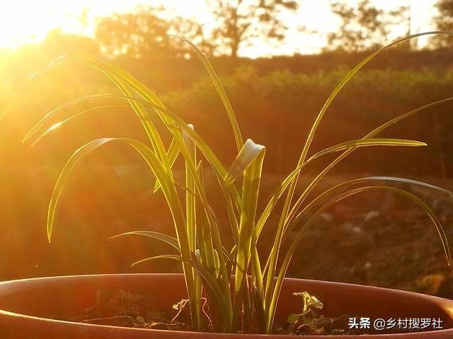 兰花最怕怎样的光照？记住这5种太阳不要晒，随便养也不会错