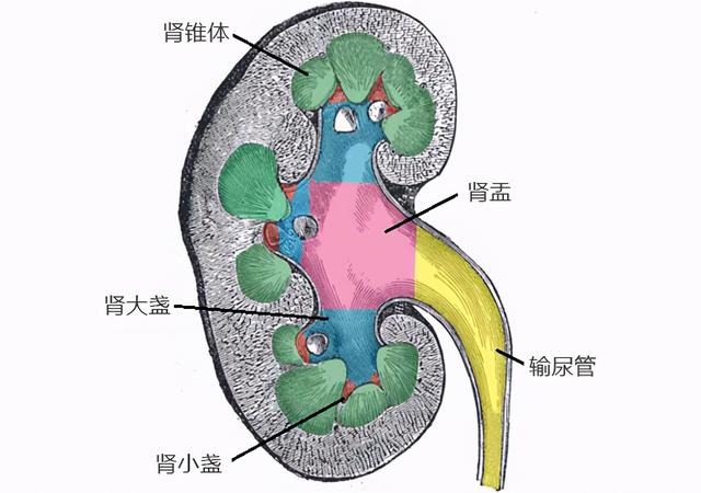 早期肾癌90%治愈，别等到有症状看病，死亡率居泌尿系肿瘤之首