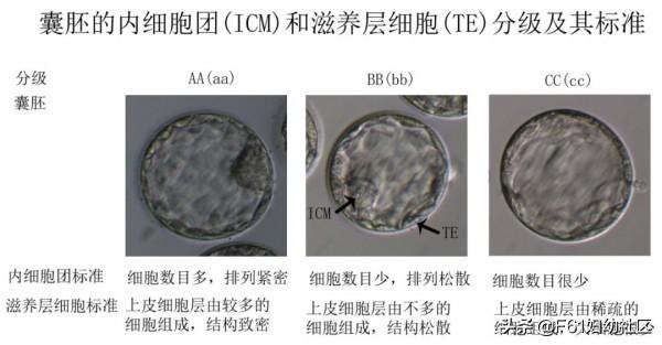 生活矜持点|试管婴儿胚胎评分和胚胎移植、冷冻、丢弃标准