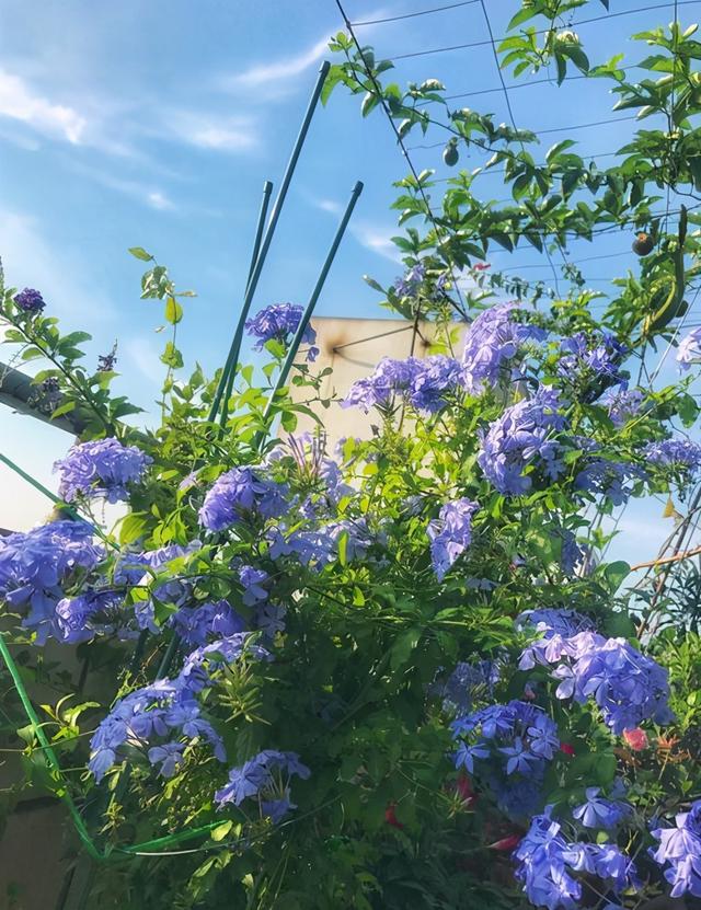 冬天面对蓝雪花要做什么？春、夏季才能持续生长、保持花量