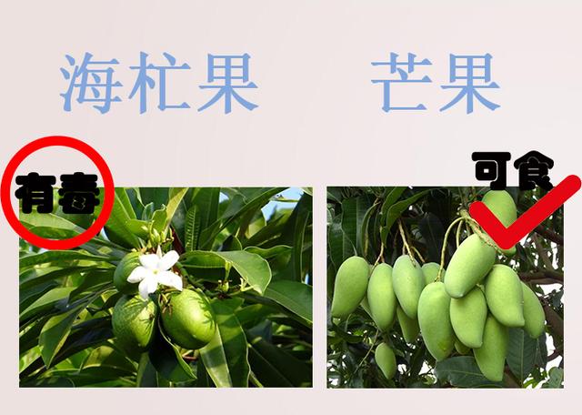 #健康零距离#错认食物误食中毒?在海南注意别误食这些,收藏