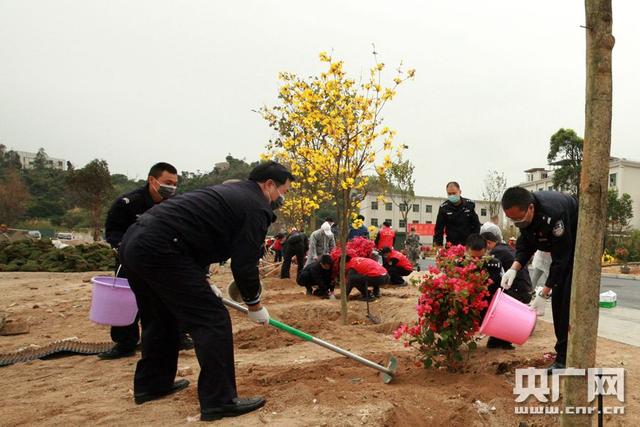 [央广网]珠海万山植百棵新树为海岛添绿