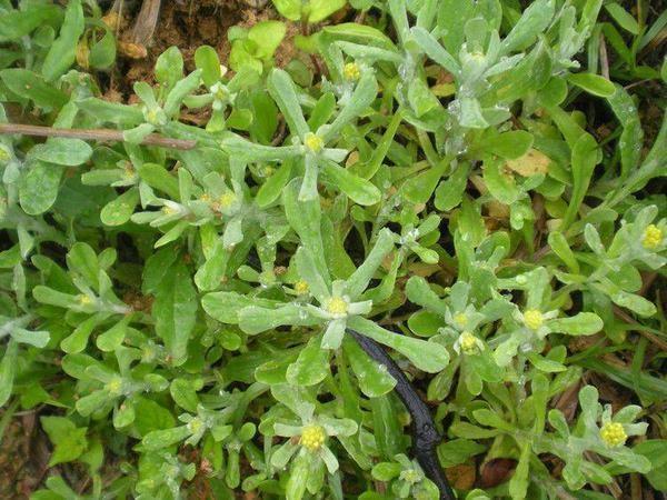 野菜|这些东西别乱吃 大学生吃曼陀罗种子祛痘住进ICU