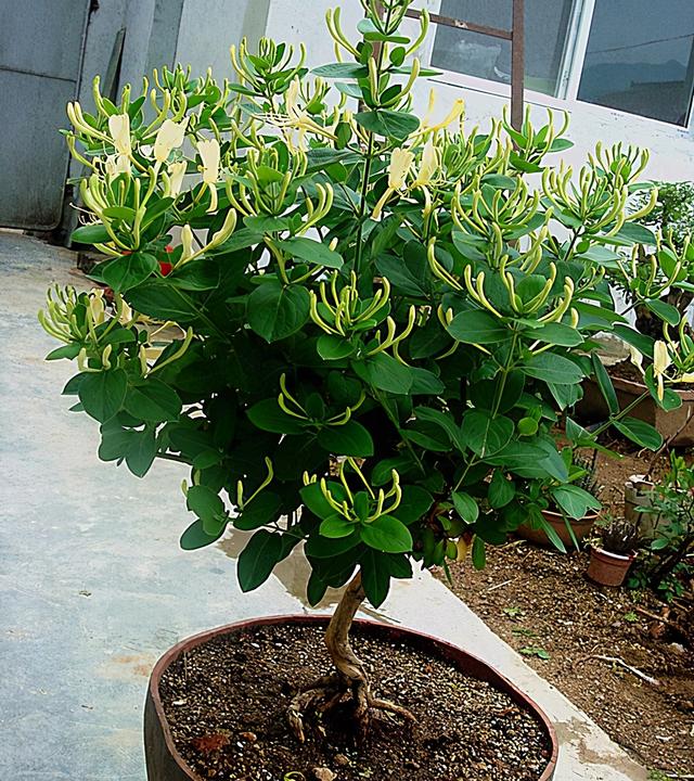 4种“养人花”，人养它，它更养人，摘了泡泡茶，大病小病不见了