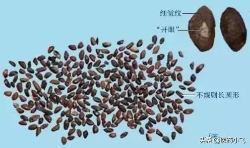 每日医药——车前子