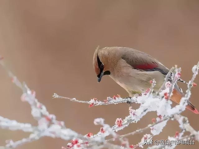 雪天开车不“打滑”@烟台司机：冰雪路面行车技巧一定要知道