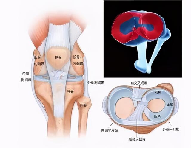 经常性膝关节疼痛有可能是半月板出了问题——解析半月板