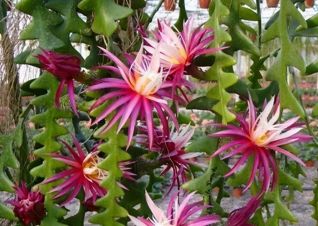 冬天就养耐阴花，没光也能开爆盆，扔角落自己疯长