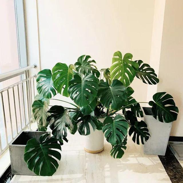 养了3年的龟背竹，冬天也给“浇点肥”，蹭蹭冒出4片新叶子