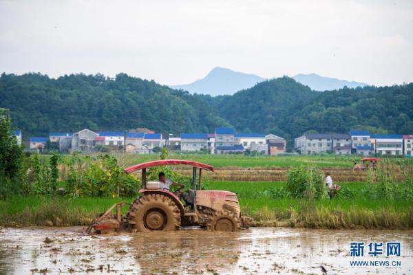 7月7日,在湖南省长沙市浏阳市龙伏镇,村民驾驶农机耕地.
