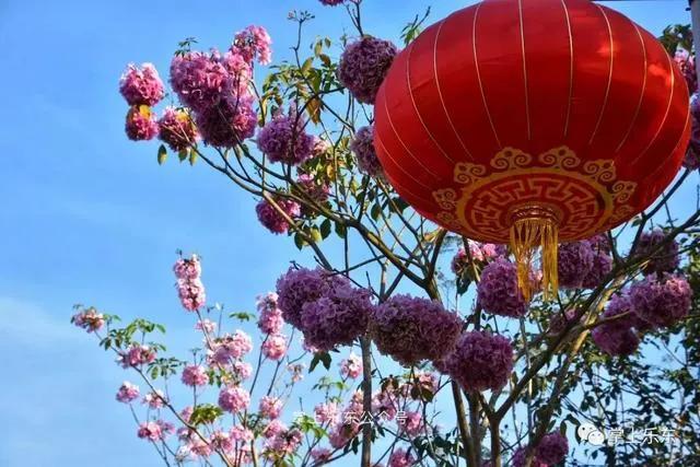 旅行柚子君■这个春天,乐东的花又开好了 趁着花期,可以出去赏花哦!