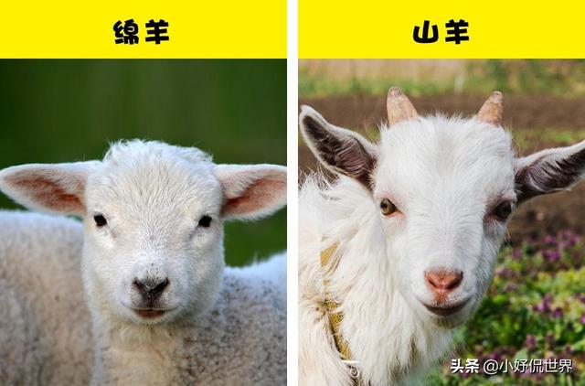 3,绵羊和山羊
