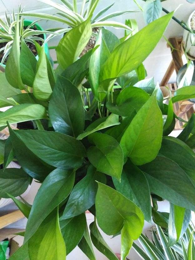 绿萝仙客来，冬天容易黄叶，剪对了还能重现生机