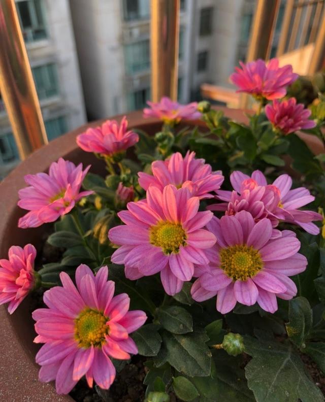 有一种花叫做小切粉，天冷就开花，满头花苞，漂亮清新