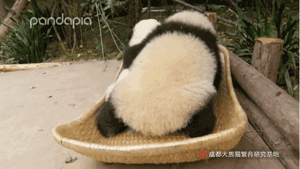 你的育儿经@抱娃有什么技巧，我怎么就抱不起来呢？