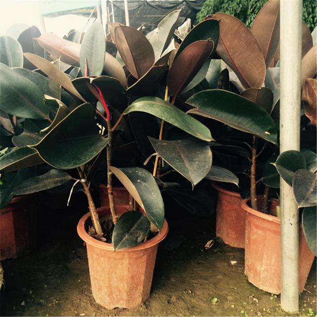 橡皮树叶子总变黄不够亮，不担心，学会3个方法后叶子返青快