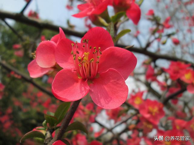 贴梗海棠，最“绝色”的海棠花，地栽、盆景两相宜