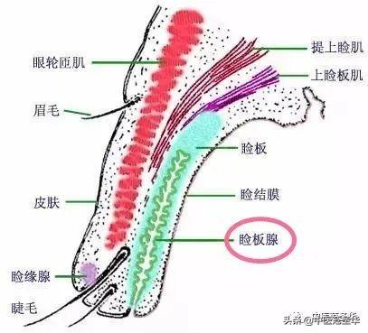 麦粒肿不开刀丨食疗加热敷就这样好了