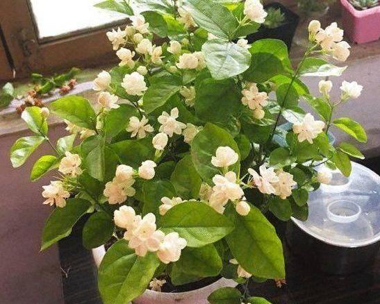 茉莉怕冷该怎么过冬？做好这几方面，明年枝叶繁茂、花儿朵朵开